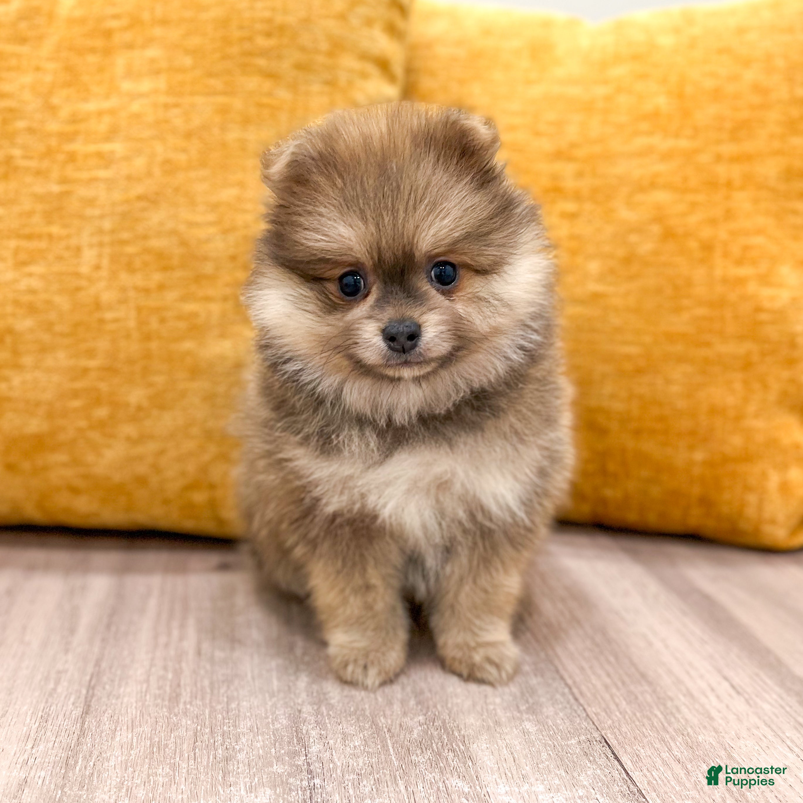 Pomeranian dogs Cuddles - Ad 1