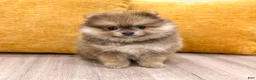 Pomeranian dogs for sale: Cuddles - Ad 1