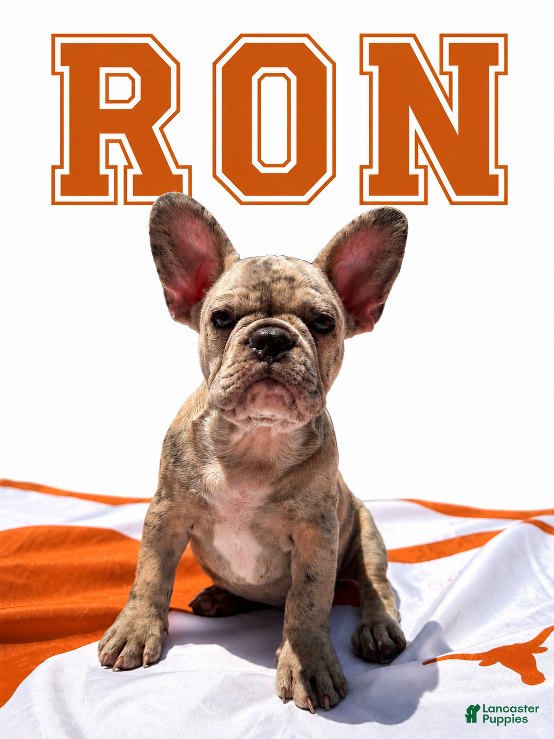 French Bulldog dogs Ron - Ad 42