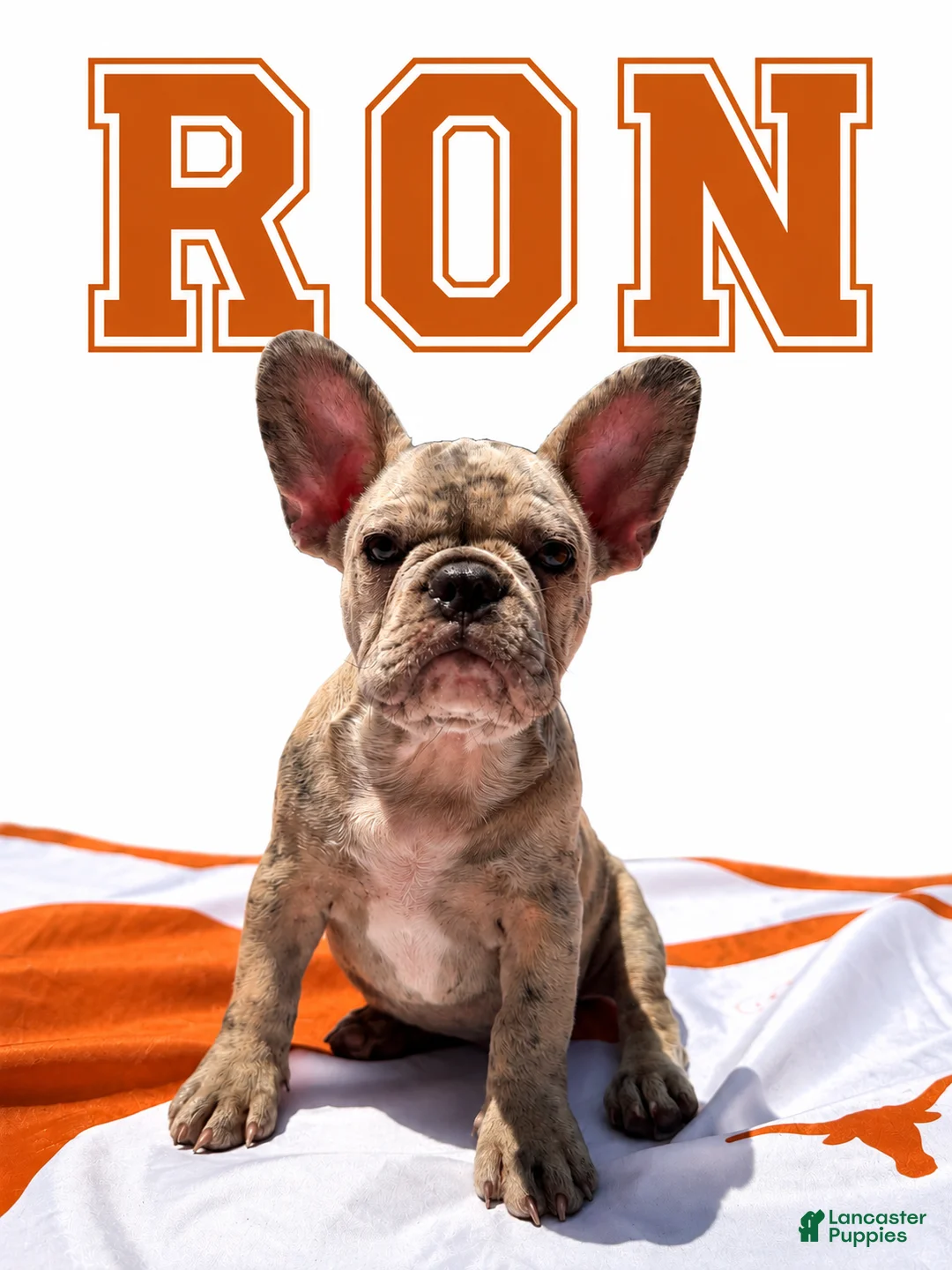 French Bulldog dogs for sale: Ron - Ad 1