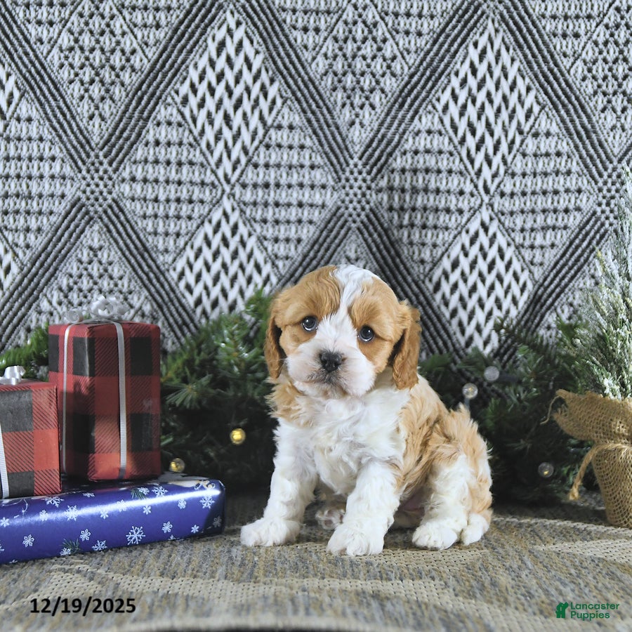 Cavapoo dogs Zoey - Ad 40