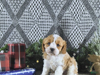 Cavapoo dogs Zoey - Ad 40