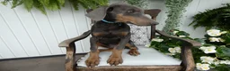 Doberman Pinscher dogs for sale: Doberman Pinscher 1 Baxter - Ad 2