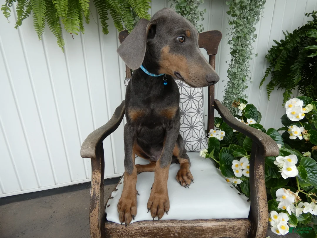 Doberman Pinscher dogs for sale: Doberman Pinscher 1 Baxter - Ad 2