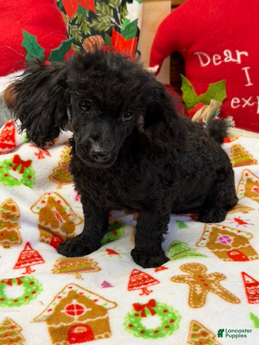 Toy Poodle dogs for sale: Arlo - Ad 1