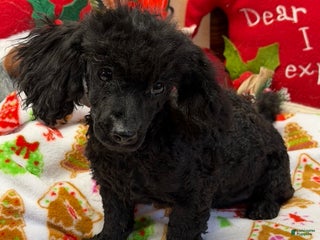 Toy Poodle dogs Arlo - Ad 36