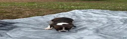 Mixed Breed dogs for sale: Boone - Ad 5