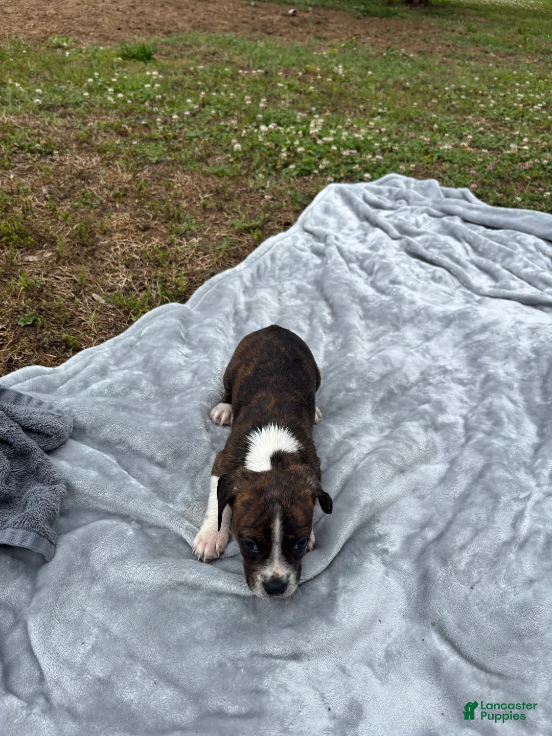 Mixed Breed dogs for sale: Boone - Ad 5