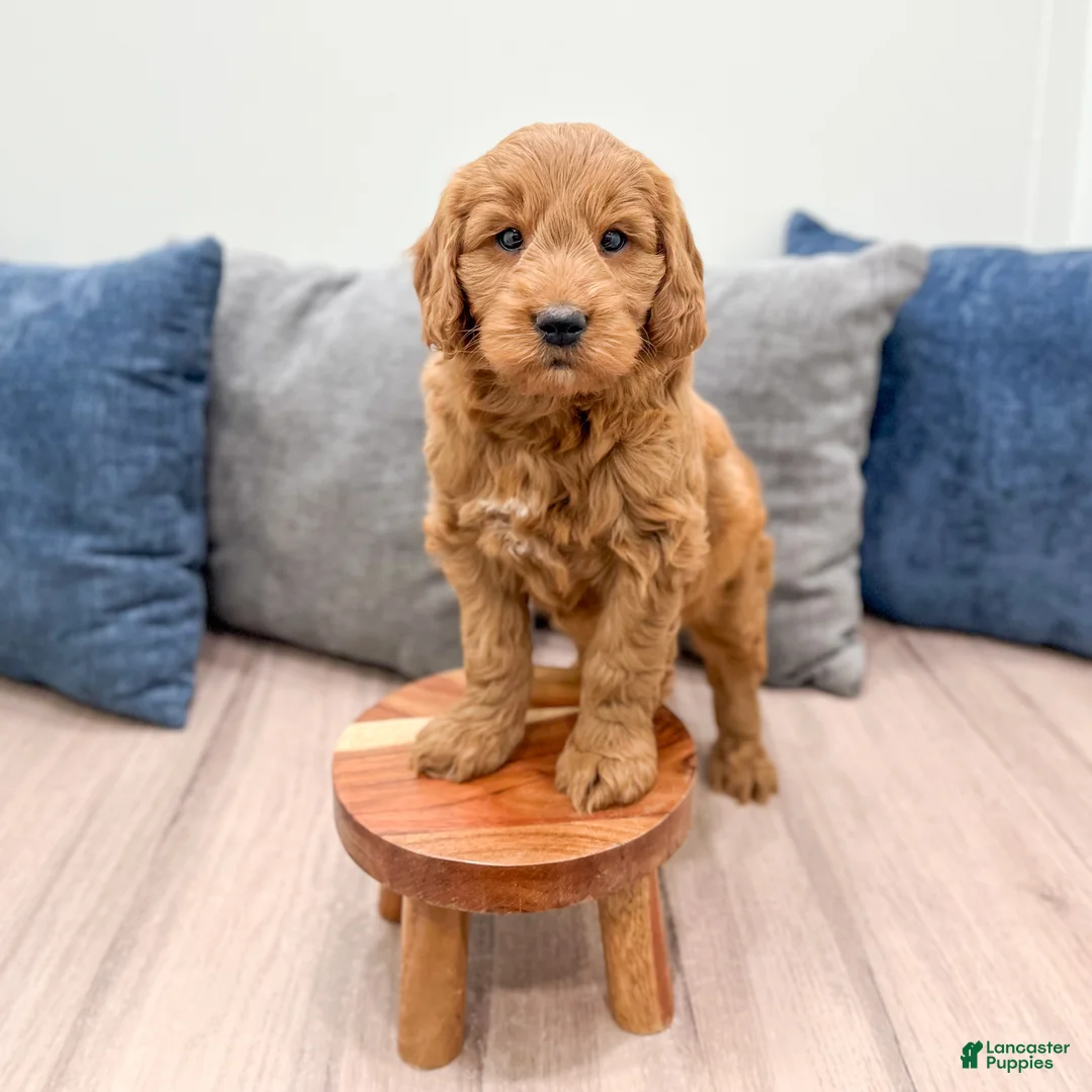 Mini Goldendoodle dogs for sale: Rover - Ad 3