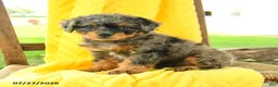 Mini Bernedoodle dogs for sale: Camila - Ad 1