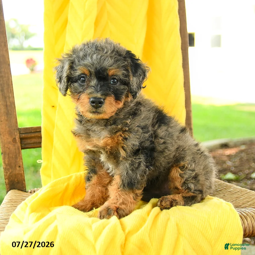 Mini Bernedoodle dogs for sale: Camila - Ad 1