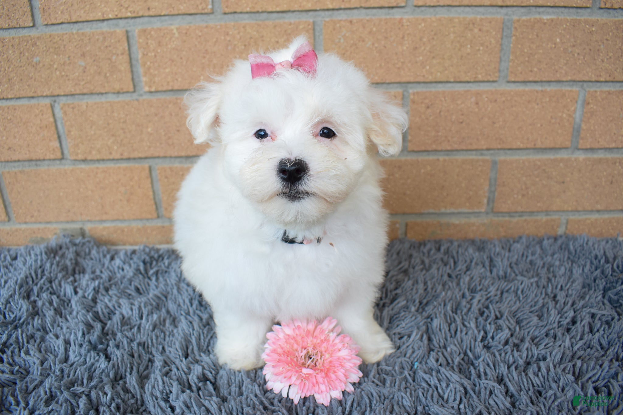 Maltese dogs Brooke 🎀 - Ad 1
