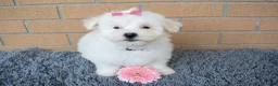 Maltese dogs for sale: Brooke 🎀 - Ad 1