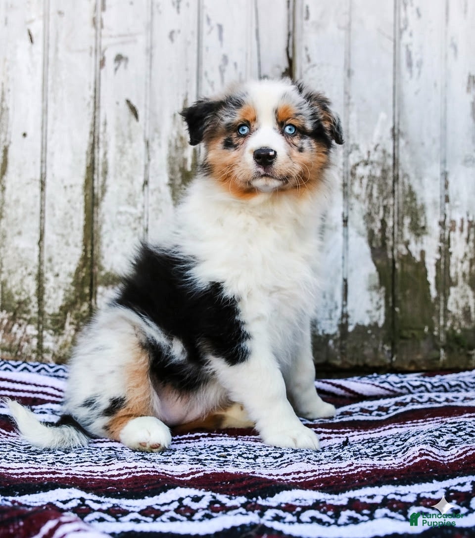 Australian Shepherd dogs Patsy - Ad 2