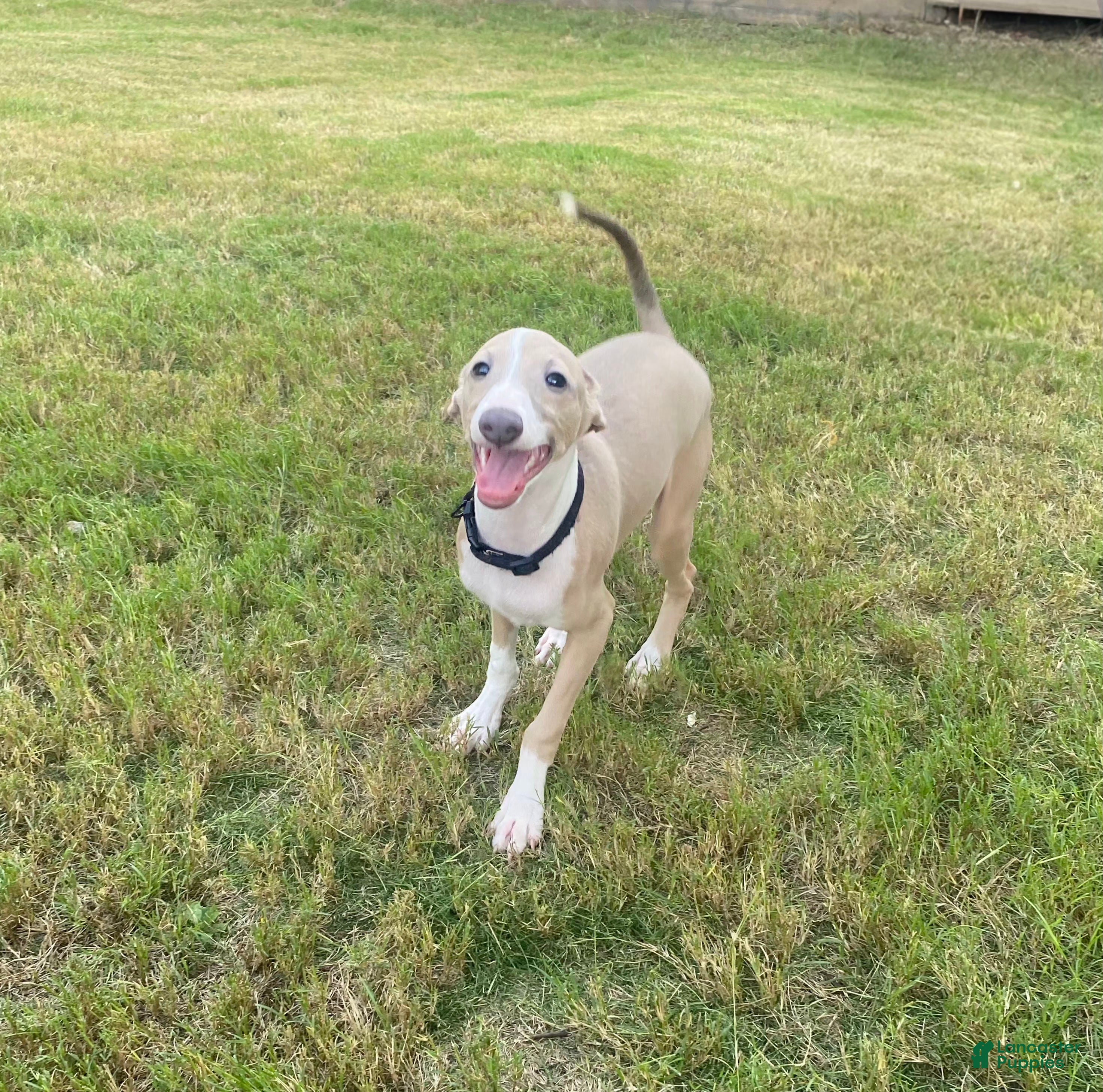 Italian Greyhound dogs Mr Black - Ad 1
