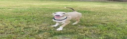 Italian Greyhound dogs for sale: Mr Black - Ad 1