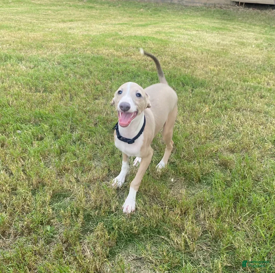 Italian Greyhound dogs for sale: Mr Black - Ad 1