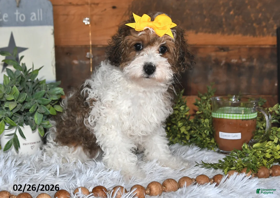 Lhasapoo dogs for sale: Blossom - Ad 1
