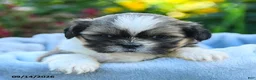 Shih Tzu dogs for sale: Mason - Ad 3