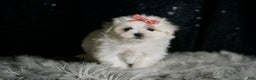 Maltese dogs for sale: Snow White - Ad 4