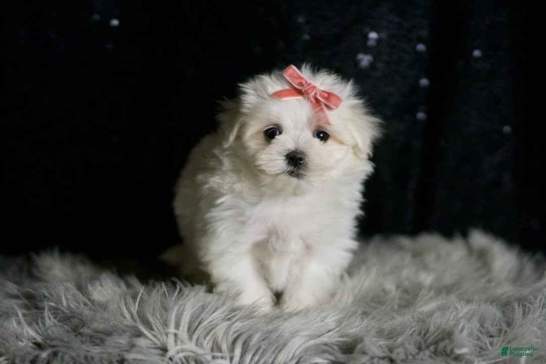 Maltese dogs for sale: Snow White - Ad 4
