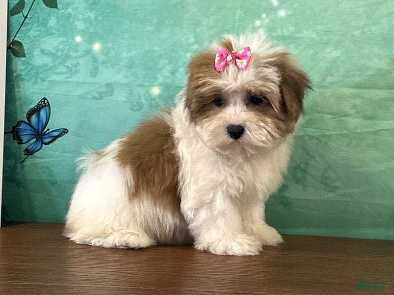 Teddy Bear dogs Nellie - Ad 2