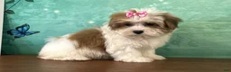 Teddy Bear dogs for sale: Nellie - Ad 2