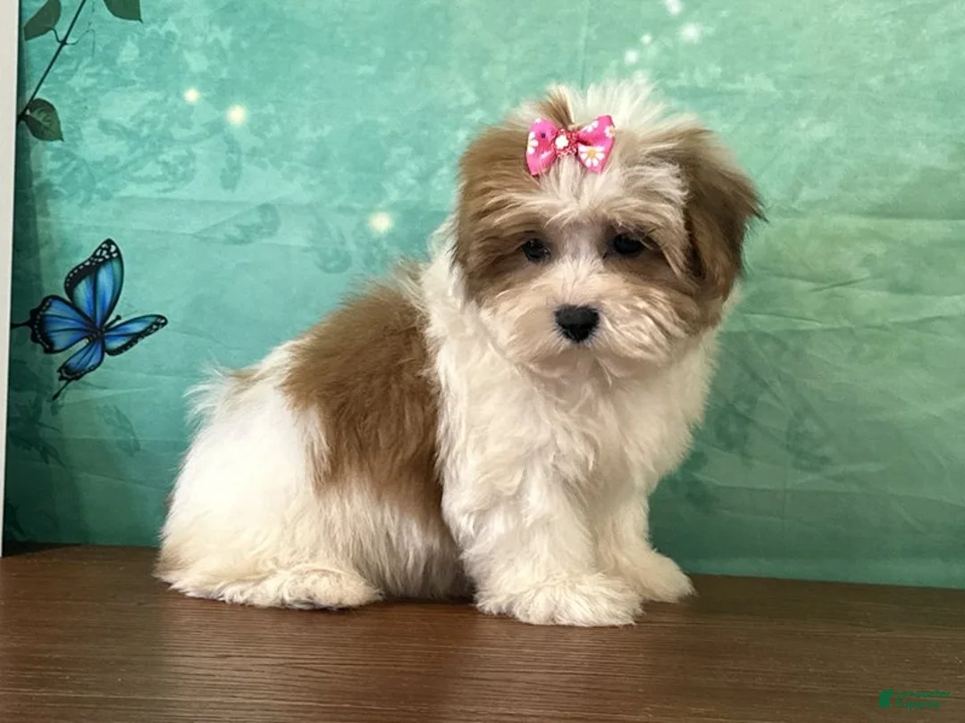 Teddy Bear dogs for sale: Nellie - Ad 2