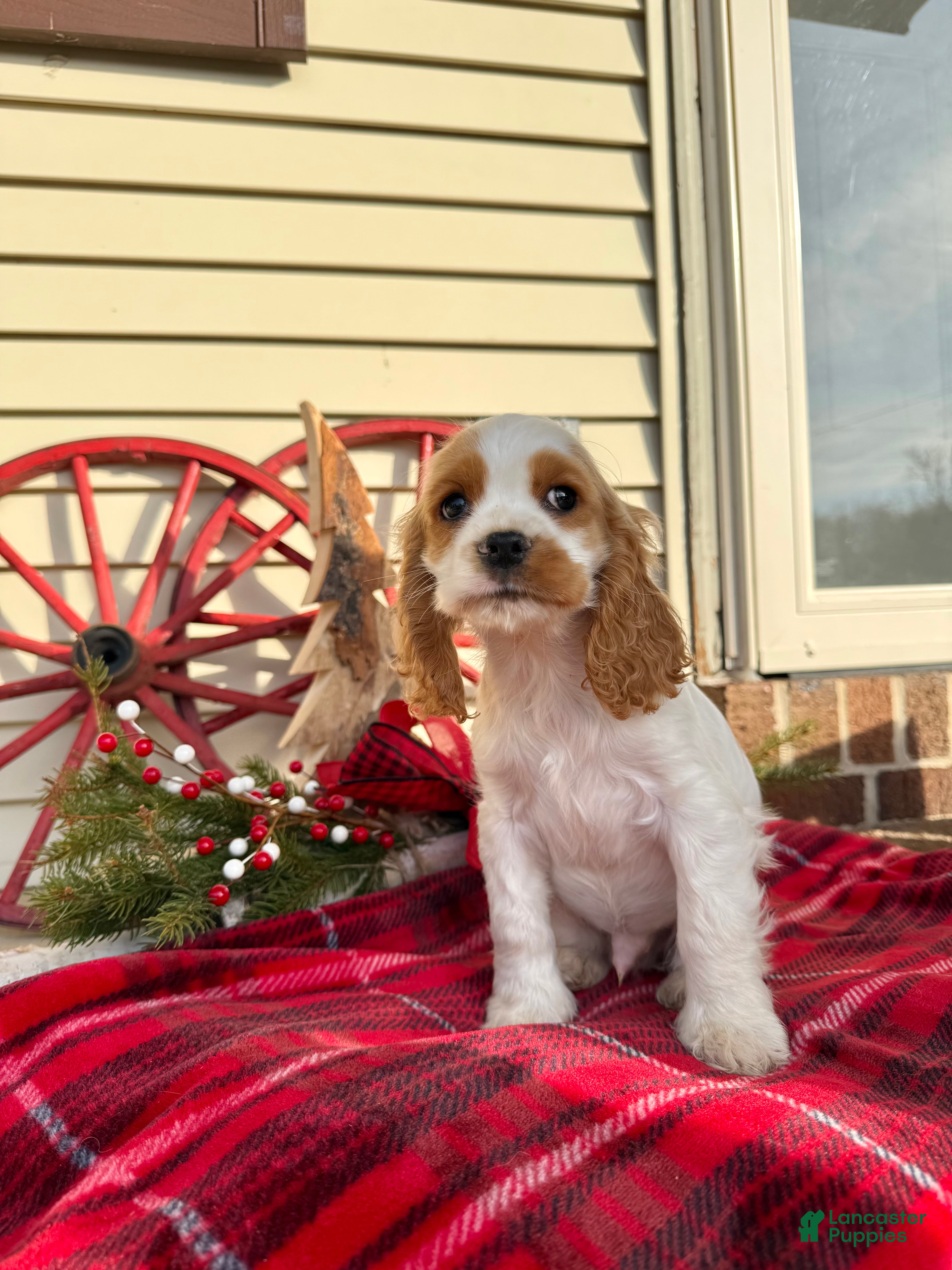 Cocker Spaniel dogs Dewey - Ad 2