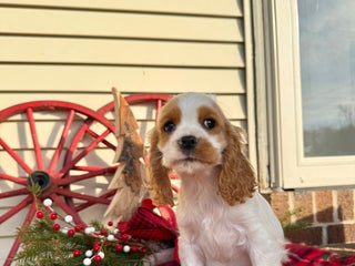 Cocker Spaniel dogs Dewey - Ad 34