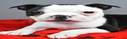 Boston Terrier dogs for sale: Asher - Ad 8