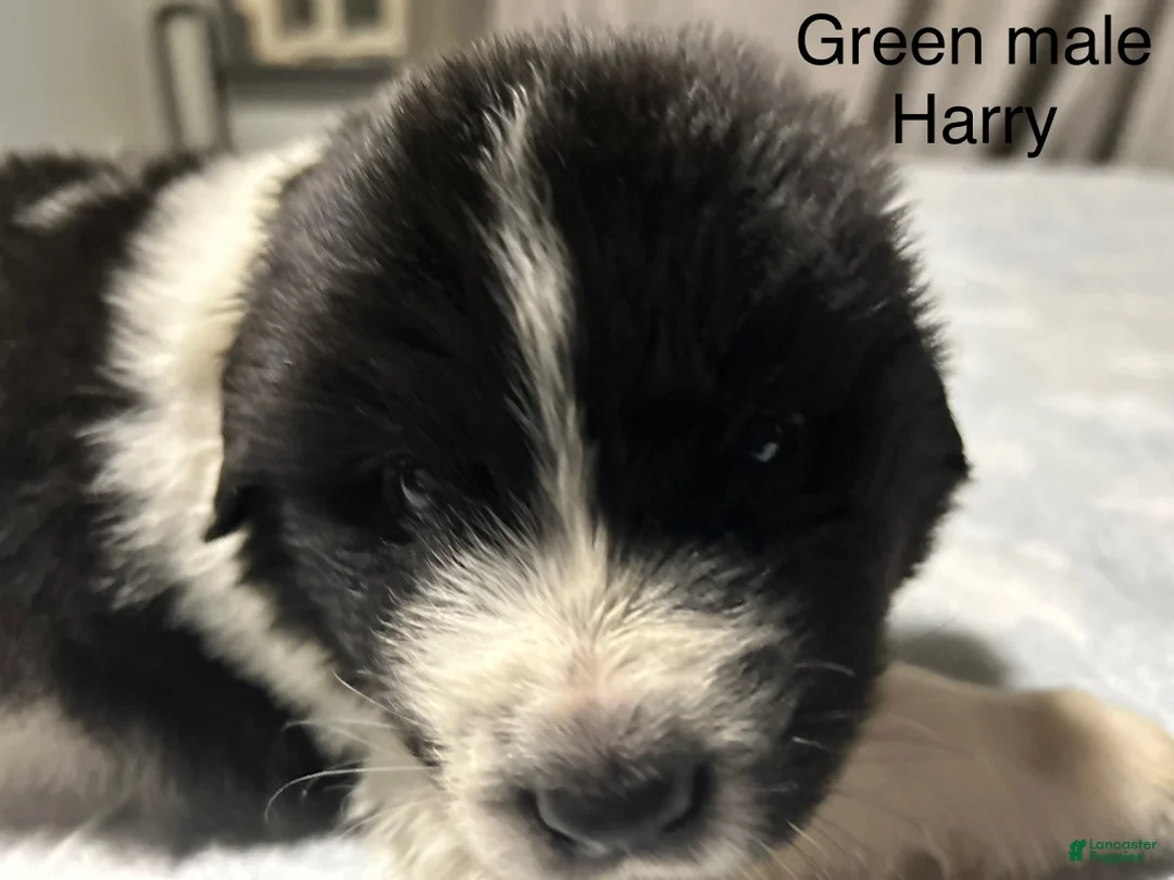 Mixed Breed dogs for sale: Mixed Breed Puppy 1 - Ad 2