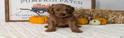Mini Goldendoodle dogs for sale: Axel - Ad 9