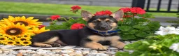 German Shepherd dogs for sale: Chestnut  - Ad 5