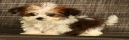 Havapoo dogs for sale: Tucker - available 8/17/26 - Ad 7