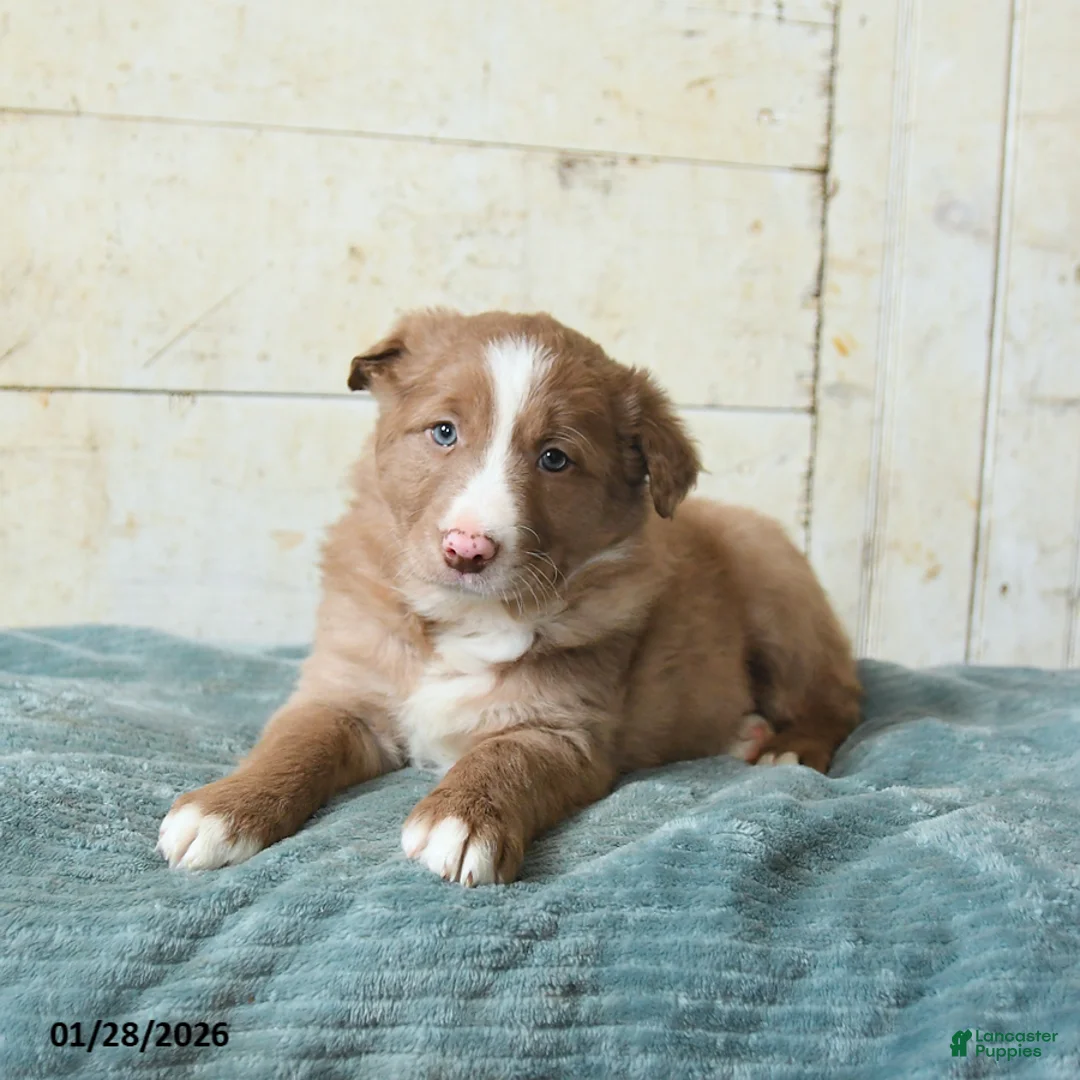 Border Collie dogs for sale: Franklin - Ad 3
