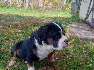 Olde English Bulldogge dogs - Ad 17