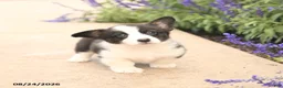 Welsh Corgi Pembroke dogs for sale: Lars - Ad 4