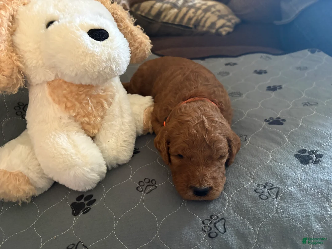 Goldendoodle dogs for sale: Olaf - Ad 1