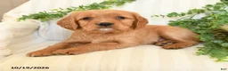 Miniature Golden Retriever dogs for sale: Mark - Ad 3