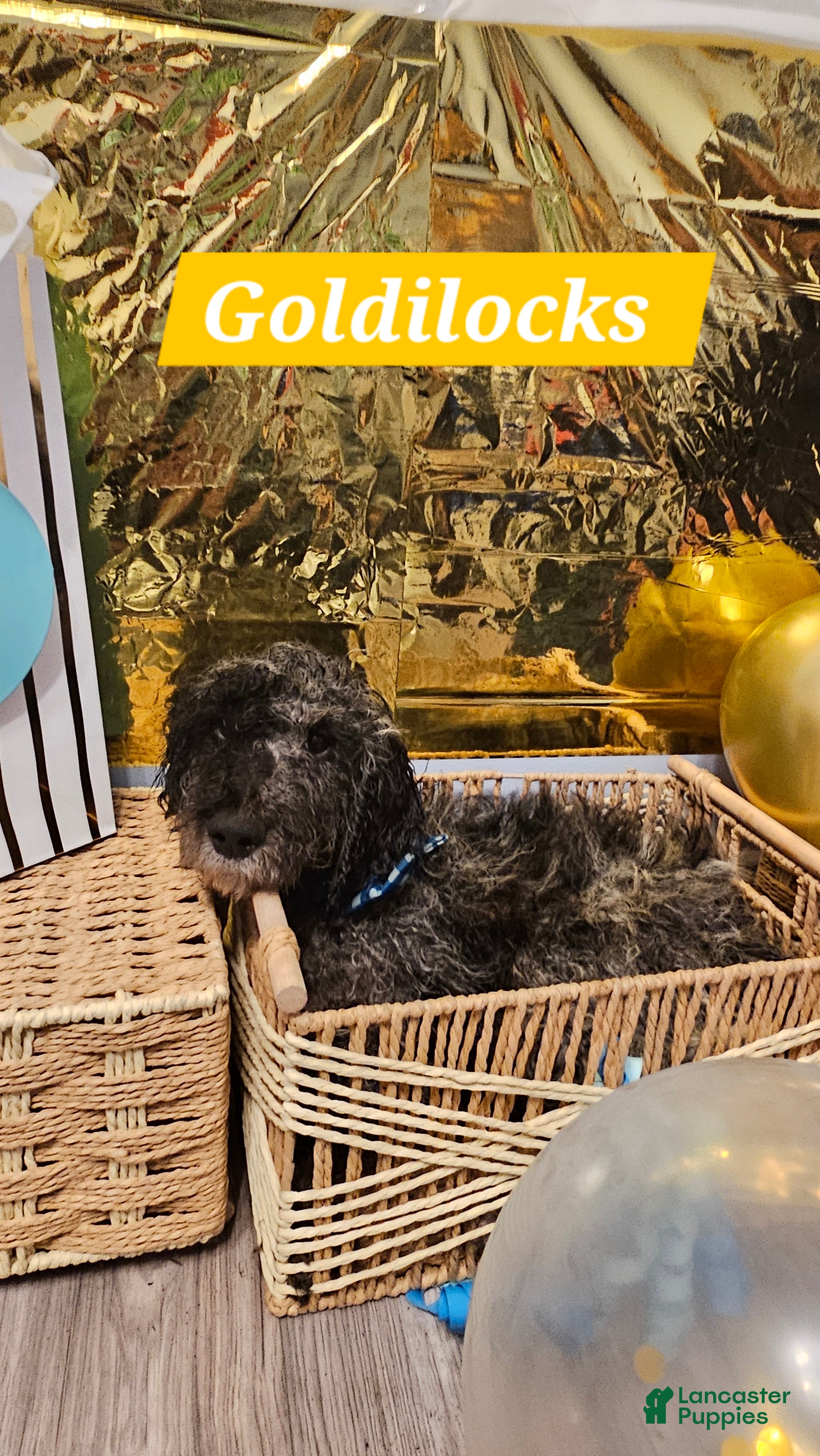 Mixed Breed dogs for sale: Goldilocks  - Ad 4