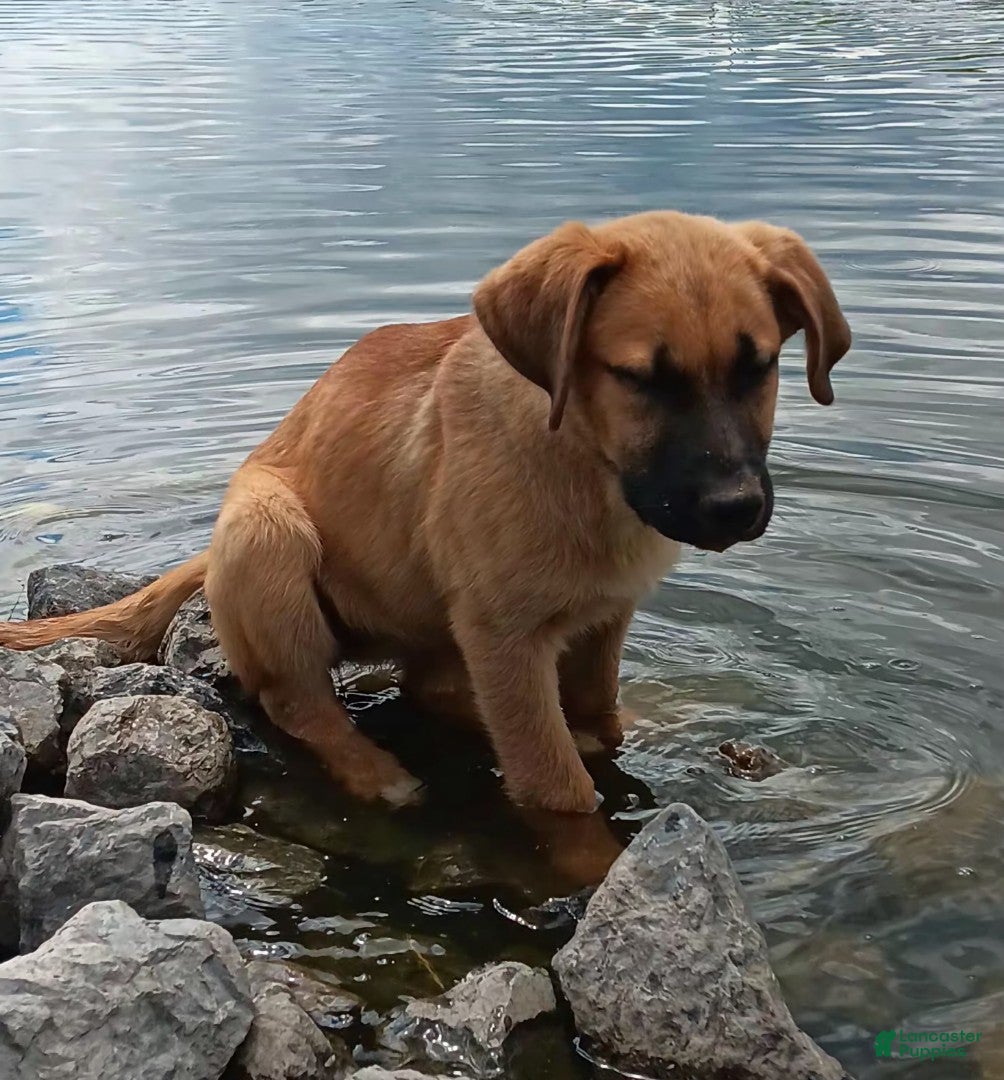 Mixed Breed dogs for sale: Ellie - Ad 2