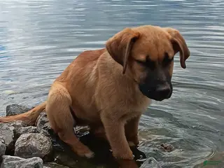 Mixed Breed dogs for sale: Ellie - Ad 2