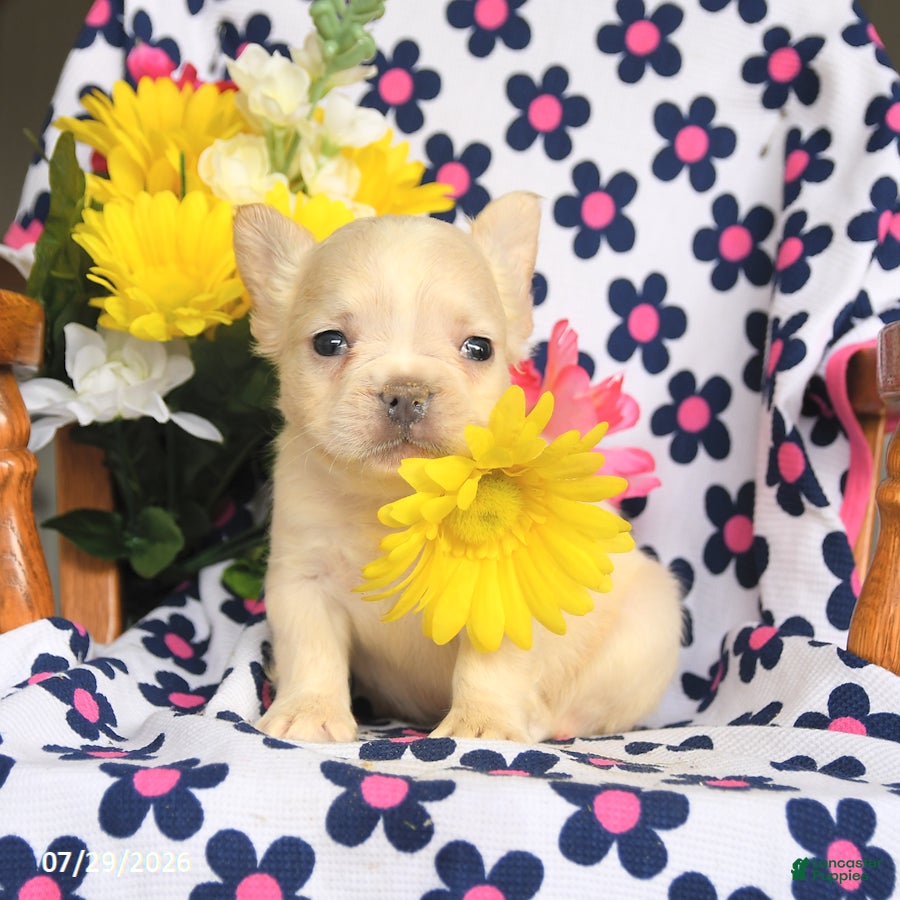 French Bulldog dogs Piper - Ad 2