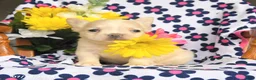 French Bulldog dogs for sale: Piper - Ad 2
