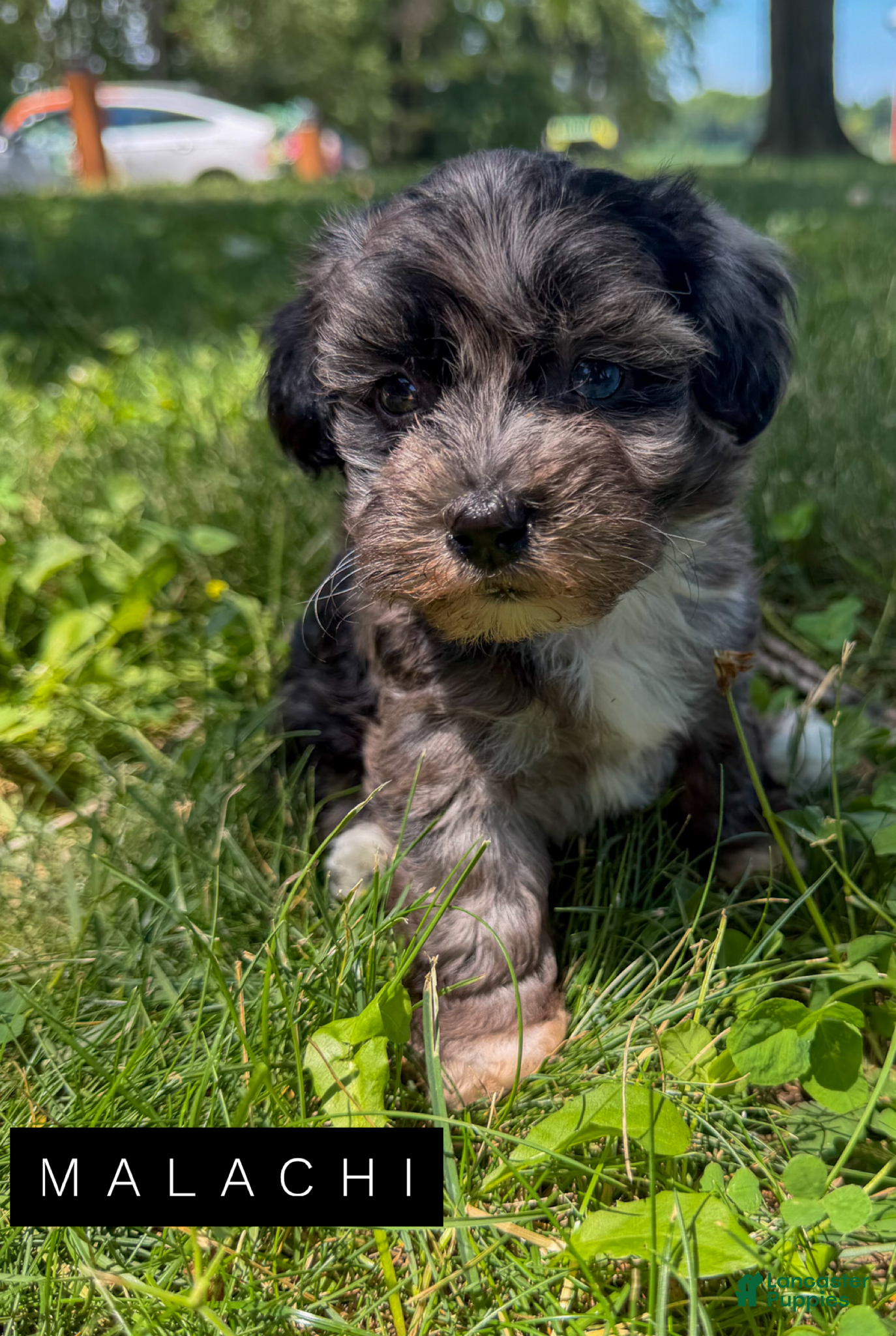 Mixed Breed dogs Malachi - Ad 14