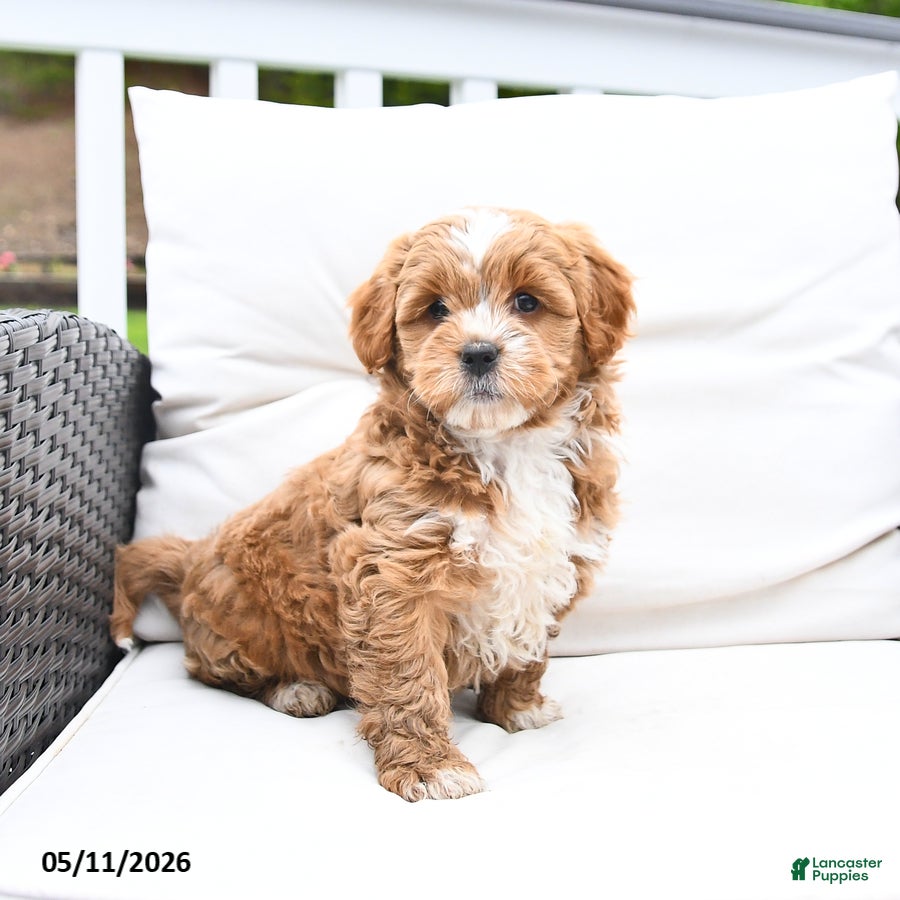 Mixed Breed dogs for sale: Peppermint - Ad 2