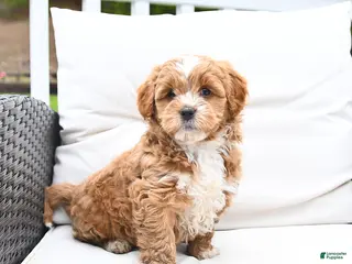 Mixed Breed dogs for sale: Peppermint - Ad 2
