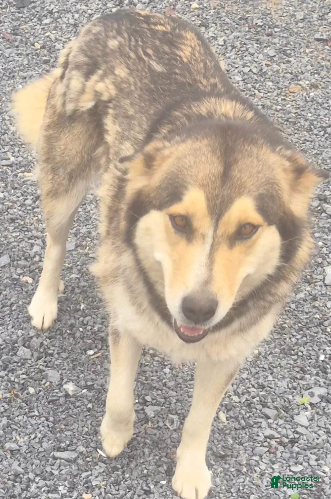 Mixed Breed dogs for sale: Mixed Breed 4 - Ad 4