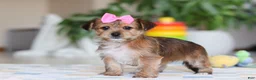 Morkie dogs for sale: Karis - Ad 6